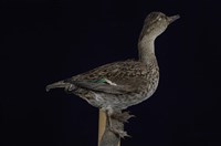 藏品(小水鴨)的圖片